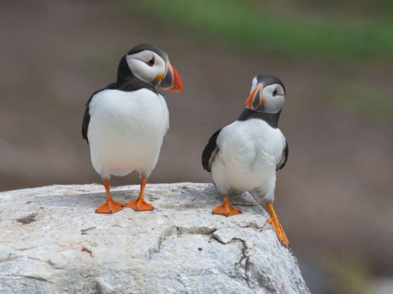 Two puffins with black and white feathers and orange beaks standing on a large rock. One puffin is facing forward, the other is looking at it with a slightly tilted head. The background is blurred, suggesting a natural habitat.