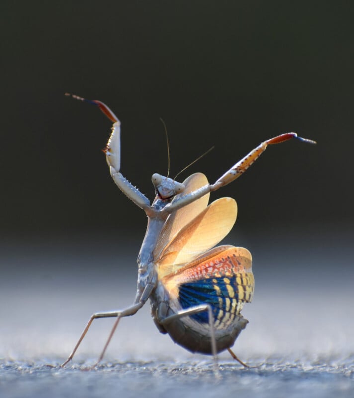 A praying mantis stands on a flat surface with its forelegs raised in the air. The insect displays colorful wings with shades of pink, orange, and blue, while its body appears to be in an upright, defensive posture against a blurred dark background.