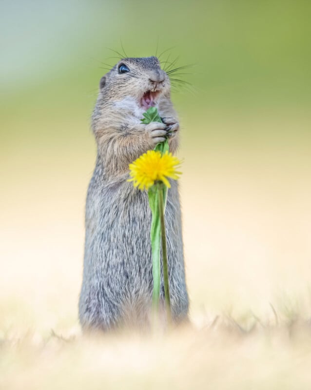 A small ground squirrel stands upright on its hind legs, holding a yellow dandelion flower with both front paws. The background is a soft gradient of green and beige, giving a dreamy feel to the image. The squirrel appears to be chewing on the stem.