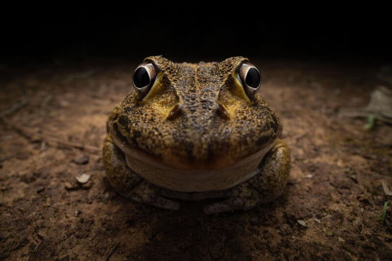 Close-up image of a brown, wide-eyed frog sitting on a dirt ground, with the background fading into darkness. The frog's textured skin and prominent eyes are highlighted by soft lighting.