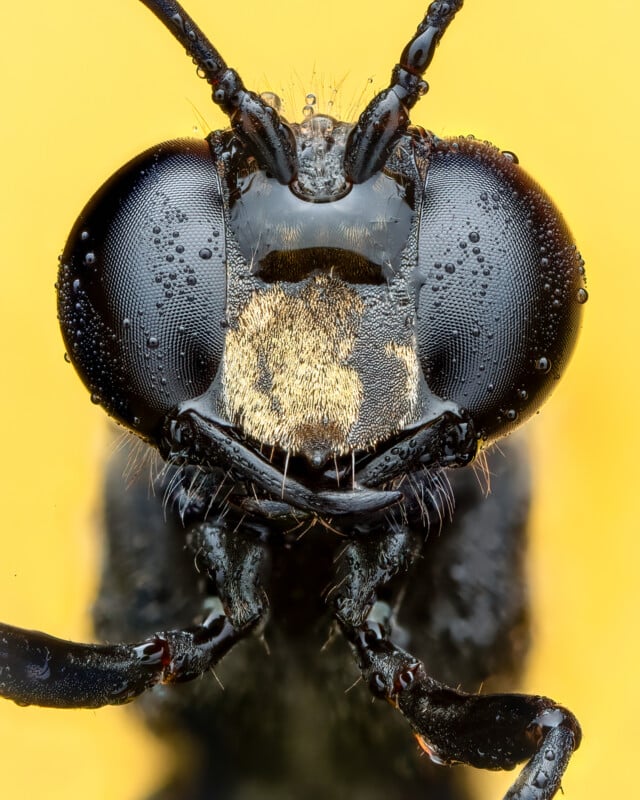 Close-up image of a black insect's face, showcasing large, textured compound eyes, intricate mouthparts, and fine hairs on the head. The insect is covered in tiny water droplets and set against a vivid yellow background.