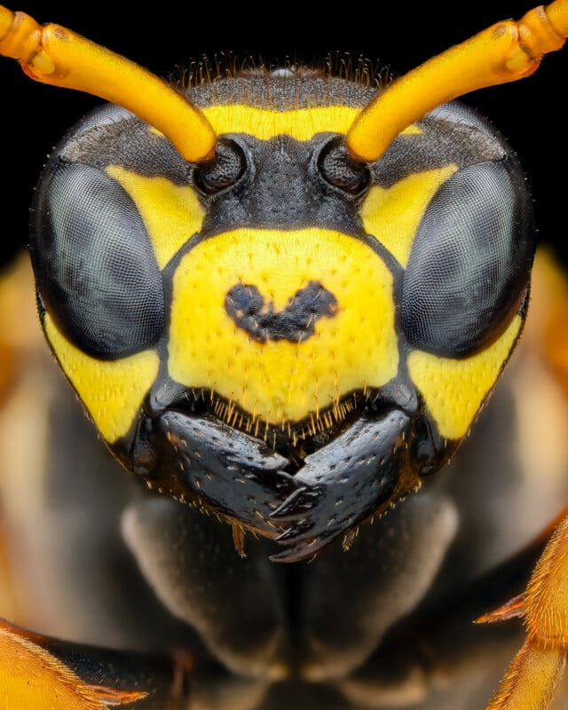 Close-up of a yellow and black wasp's face, showcasing intricate details such as its compound eyes, antennae, and mouthparts. The high magnification reveals the texture of its exoskeleton and fine hairs near its mouth. The background is black, highlighting the wasp.