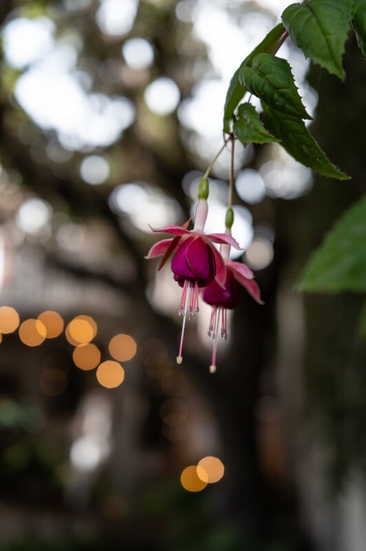 Close-up of two hanging pink and purple fuchsia flowers with blurred bokeh lights in the background. The flowers are attached to a green leafy stem, creating a contrast against the soft-focus, nature-themed backdrop.