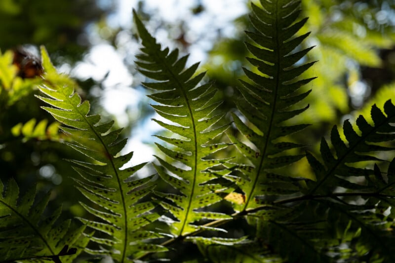 Close-up of green fern leaves with sunlight filtering through them, creating a dappled light effect. The background is a blur of more foliage and light, emphasizing the natural, lush environment.