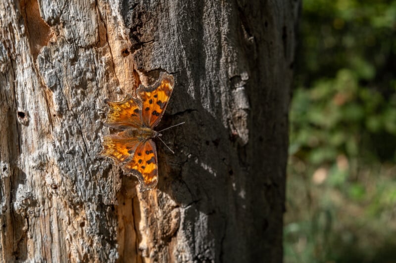 A vibrant orange and black comma butterfly perches on the rough bark of an old tree trunk in a sunlit forest, blending into its surroundings. The background is slightly blurred with green foliage.