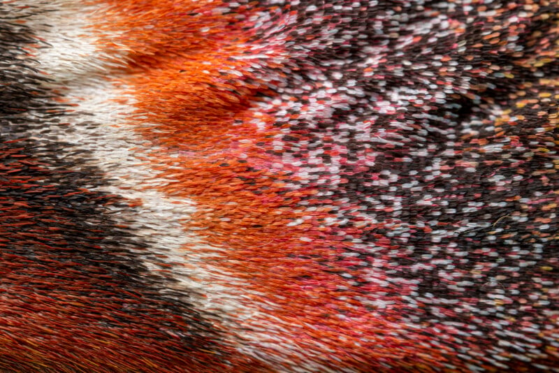 Close-up of colorful butterfly wing scales. The image shows a dense, mosaic-like pattern of vibrant red, orange, black, white, and pink scales, creating a textured and intricate surface typical of butterfly wings.