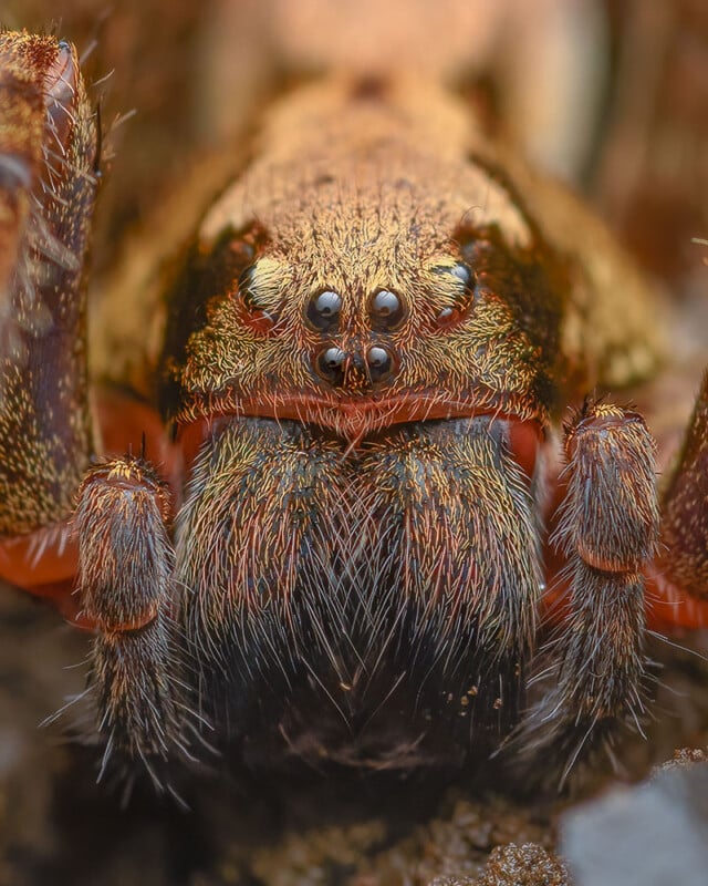 Close-up image of a spider's face, showing intricate details of its hairy body. The spider has multiple eyes clustered on its head, along with prominent fangs and pedipalps, giving it a rugged and somewhat intimidating appearance.