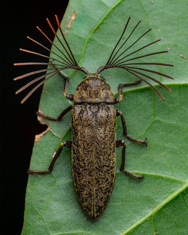 A close-up view of a beetle with an elongated, textured body and distinctive, feather-like antennae. The beetle is perched on a green leaf, facing up. The intricate details and patterns on its body and antennae are clearly visible.