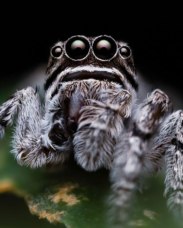 Close-up of a jumping spider with detailed focus on its large, reflective eyes and fine, hairy body. The spider stands on a green leaf, which is partially visible at the bottom of the image. The background is black, highlighting the spider's features.