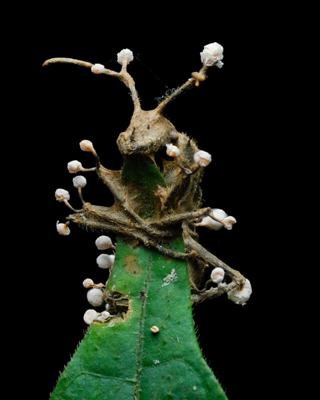 A lifeless insect clings to a green leaf with small white fungal spores emerging from its body. The background is completely black, highlighting the detailed texture of both the insect and the leaf.