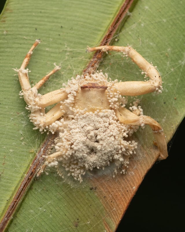 A crab covered in a parasitic fungal infestation is seen on a green leaf. The fungus has spread across the crab's body, forming clustered white growths. The crab's texture looks unusual because of the fungal presence.