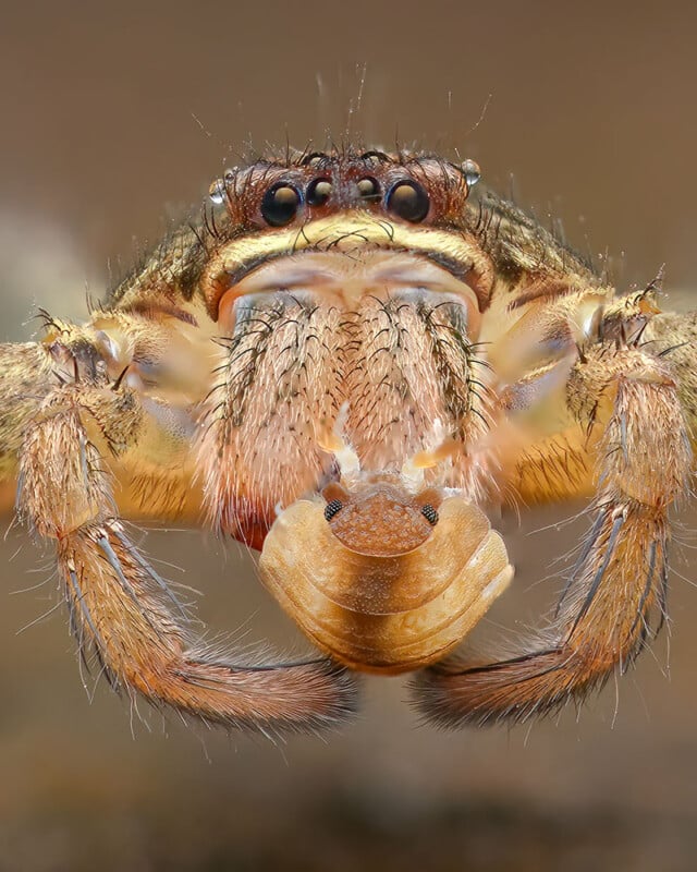 A close-up macro photo of a jumping spider's face. The image shows detailed features including multiple eyes, hairy pedipalps, and fangs. The colors are primarily brown and beige with intricate textures and fine hair visible on the spider’s body.