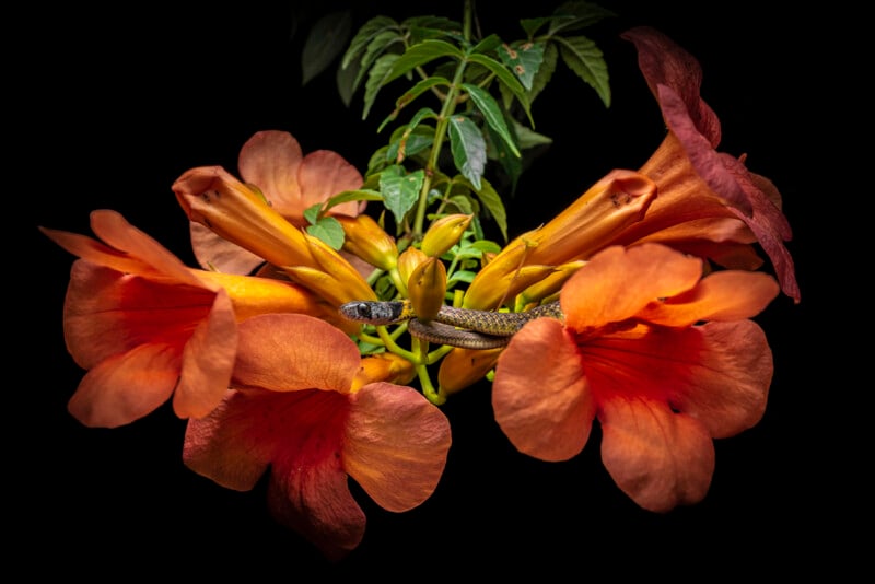 A small snake slithers among vibrant orange and red trumpet vine blooms against a dark background. The flowers are partially open, revealing their rich colors, while green leaves extend from the top. The scene highlights the contrast between the snake and the flowers.