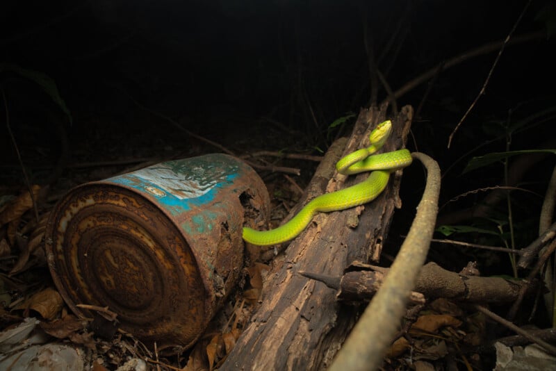 A vibrant green snake is coiled on a broken tree branch in a dark, forested area. Next to the snake lies a rusty old can, surrounded by leaves and debris. The surroundings are shadowy, emphasizing the snake and the discarded can.