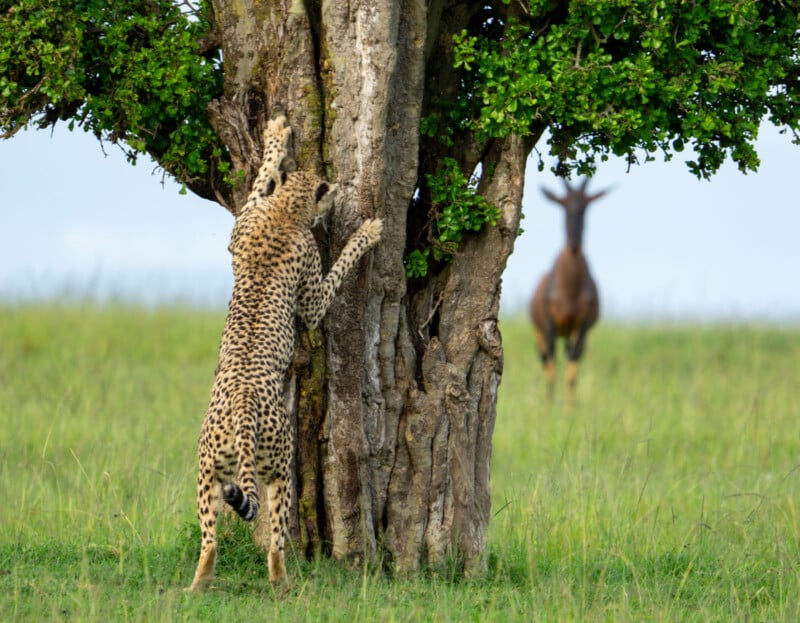 A cheetah stretches its body up against a large tree in a grassy savanna, with its front paws on the trunk. In the background, a blurred antelope stands, looking in the direction of the cheetah. The sky is clear and blue.