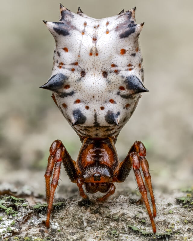 A close-up image of a spiny orb-weaver spider, featuring a distinctive white, spiky abdomen with black spots. The spider has a reddish-brown body and legs, standing on a textured surface, showcasing intricate details and colors.