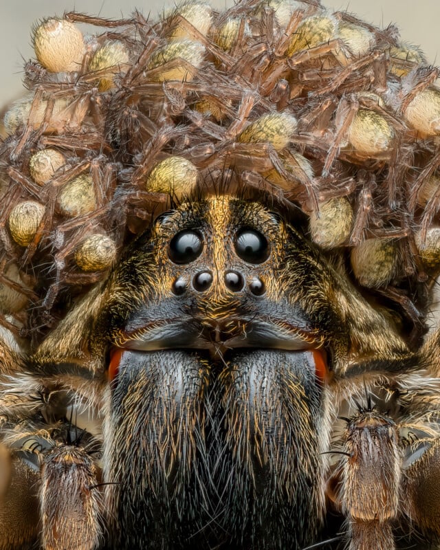 Close-up image of a wolf spider with numerous tiny spiderlings on its back. The spider's multiple eyes and hairy texture are prominently visible, and the spiderlings create a dense, clustered appearance on top of the adult spider.