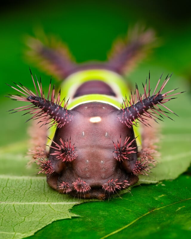 Close-up of a brightly colored caterpillar on a green leaf. The caterpillar has a purplish-brown body with a vivid green stripe and several clusters of long, sharp, black and red spines protruding from its body, creating a striking and intimidating appearance.