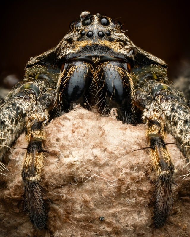 Close-up view of a spider with detailed focus on its eyes, fangs, and hair-covered legs, perched on what seems to be a fuzzy, textured nest or a web. The spider's body features intricate patterns and colors, highlighting its natural texture and features.