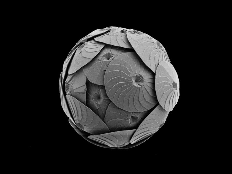 A black-and-white electron microscope image shows a highly magnified, spherical structure composed of overlapping, disk-shaped plates arranged in a geometric pattern. The intricate details resemble a mosaic of tightly packed, scale-like formations.