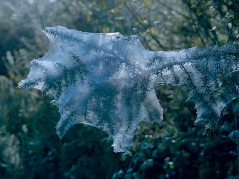 A branch covered in a thick, translucent web resembling a veil, with sunlight filtering through, creating a luminous effect. The background is lush and green, indicating a natural outdoor environment.