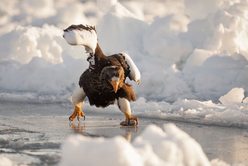 A Steller's sea eagle, with striking black and white feathers, is seen walking cautiously on an icy surface. The background is filled with large, snow-covered ice chunks, creating a cold, frozen atmosphere. The eagle's sharp talons and intense gaze are prominent.