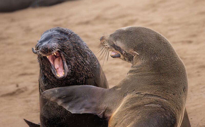 Two sea lions engage in playful behavior on a sandy beach. One sea lion has its mouth open wide, showing its teeth, while the other appears to be nudging or interacting closely. The background is a blur of sand, indicating a beach setting.