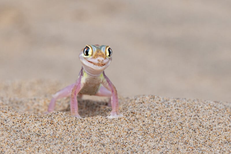 A small, colorful gecko stands on sandy terrain, looking directly at the camera with large, curious eyes. Its body is light pink and translucent, contrasting with the beige sand around it. The background is blurred, emphasizing the gecko's details.