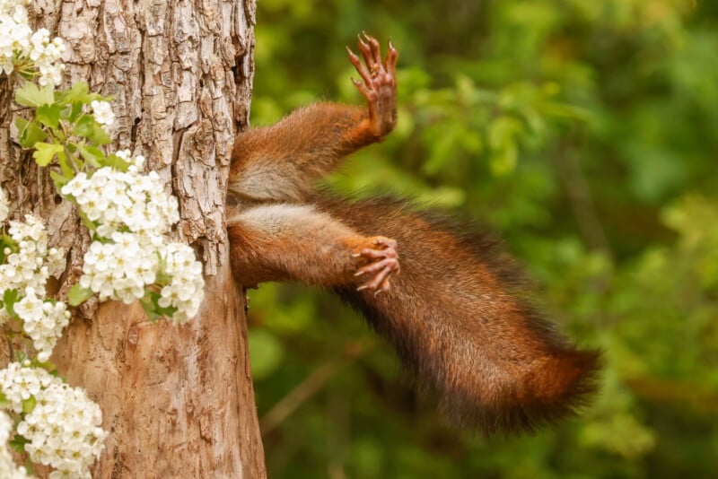 A squirrel clings to the side of a tree with only its hind legs and tail visible. Its front part is hidden behind the tree trunk. White flowers are blooming on a branch extending from the tree, and green foliage is seen in the background.