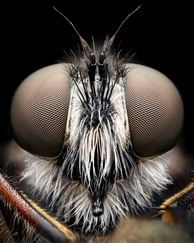 Extreme close-up of a fluffy fly's face, showcasing large, multi-faceted compound eyes, detailed antennae, and numerous fine hairs around its central dark proboscis. The background is black, highlighting the intricate textures and structures of the insect.