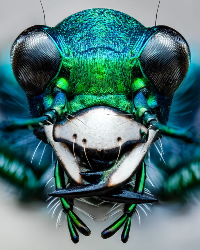 Close-up image of a vibrant metallic green beetle's face, showcasing detailed textures and colors. The beetle has large, compound eyes and a prominent mouthpart with sharp mandibles. Fine hairs and intricate patterns are visible on its head and body.