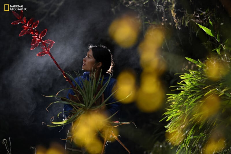 A person admires a tall, red flowering plant in a lush, green environment illuminated by soft, natural light. They hold another plant and are framed by blurred yellow flowers in the foreground. The National Geographic logo is visible in the top left corner.