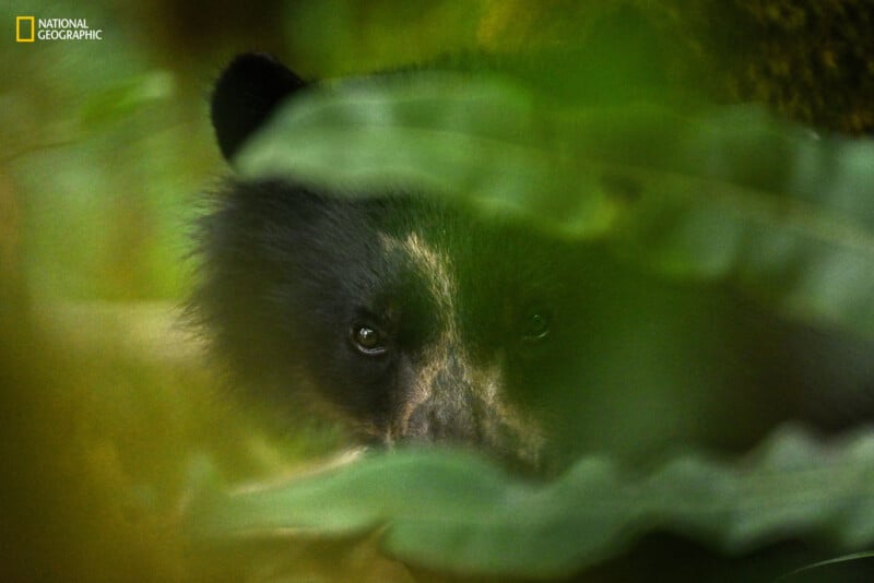 A bear, partially obscured by foliage, peers through leaves with intense eyes. The image is marked with the National Geographic logo in the top left corner.