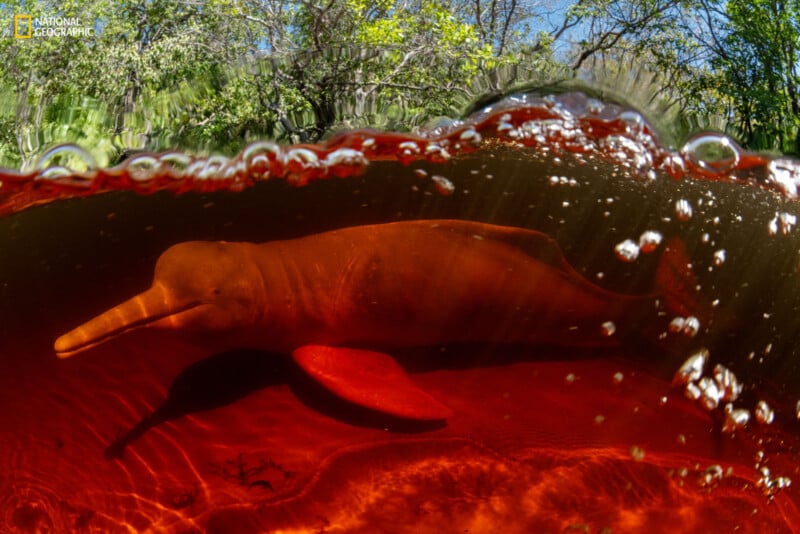 An Amazon river dolphin swims in red-tinted water, partially submerged, with sunlight filtering through the water. The background shows blurred green vegetation above the waterline. The National Geographic logo is in the top left corner.