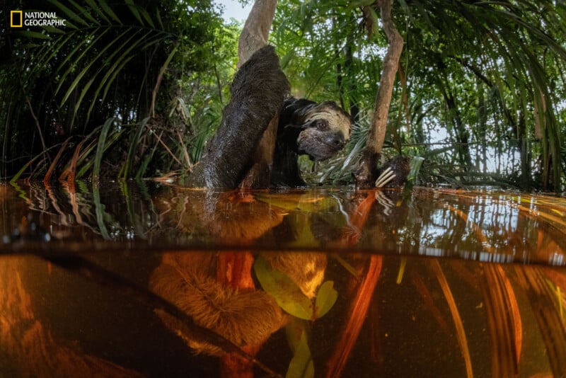 A sloth clings to a tree trunk while partially submerged in reddish-brown water in a dense, green jungle. Its reflection is visible on the water's surface. The National Geographic logo is visible in the top left corner.