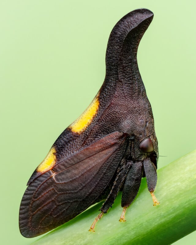 Close-up image of a bizarre-looking insect, likely a treehopper, perched on a green stem. The insect has a dark, textured body with yellow spots and a distinctive, elongated curved horn-like structure on its back. The background is a soft, uniform green.