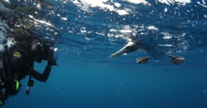 A scuba diver underwater in a wetsuit and diving gear interacts with a gannet bird. The bird is swimming just below the surface, its webbed feet visible and wings tucked in as it moves through the water, reflecting light from above.