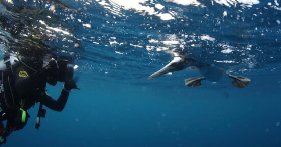 A scuba diver underwater in a wetsuit and diving gear interacts with a gannet bird. The bird is swimming just below the surface, its webbed feet visible and wings tucked in as it moves through the water, reflecting light from above.