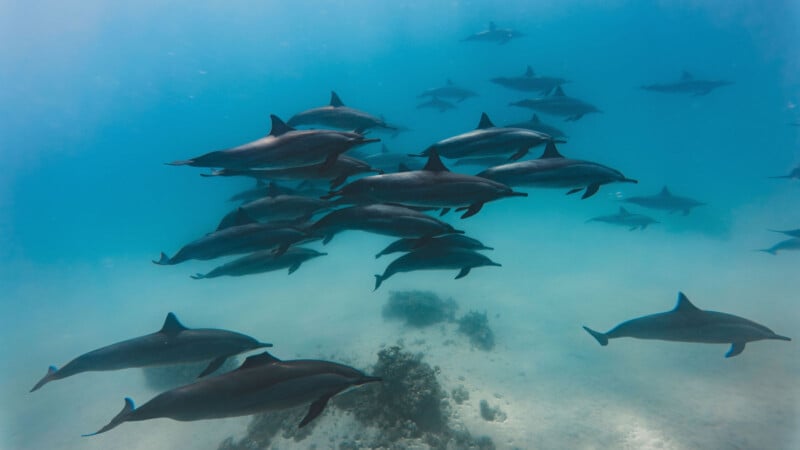 A large pod of dolphins swims underwater over a sandy ocean floor with scattered coral patches. The water is a clear blue, and the dolphins are moving together in harmony, creating a serene and captivating scene.