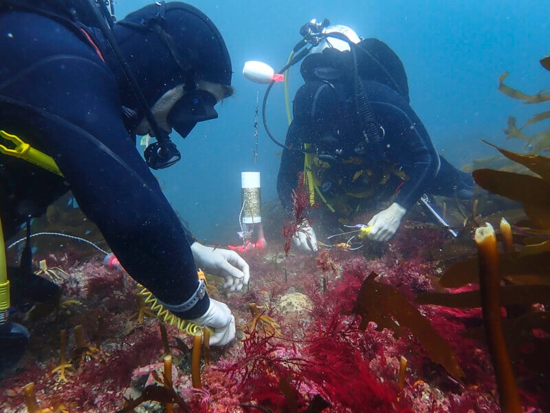 Two scuba divers are underwater, examining marine life on the ocean floor. They are surrounded by various aquatic plants and are wearing full diving gear, including wetsuits, masks, and tanks. One diver is holding an instrument, possibly for research or sampling.