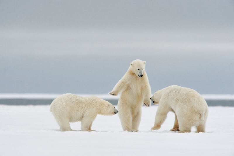 Three polar bears are in an Arctic landscape covered in snow. The bear in the center appears to be rearing up on its hind legs while the other two bears stand on all fours, facing each other. The background features a clear, overcast sky and a distant horizon.