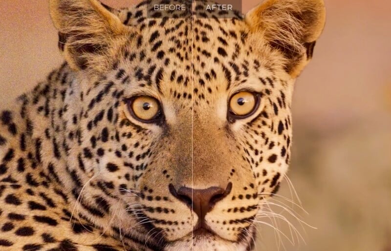 A close-up image of a leopard's face divided into two halves labeled "Before" and "After." The left side is grainy with less detail, while the right side is clearer and sharper, highlighting the leopard's textured fur and striking eyes.