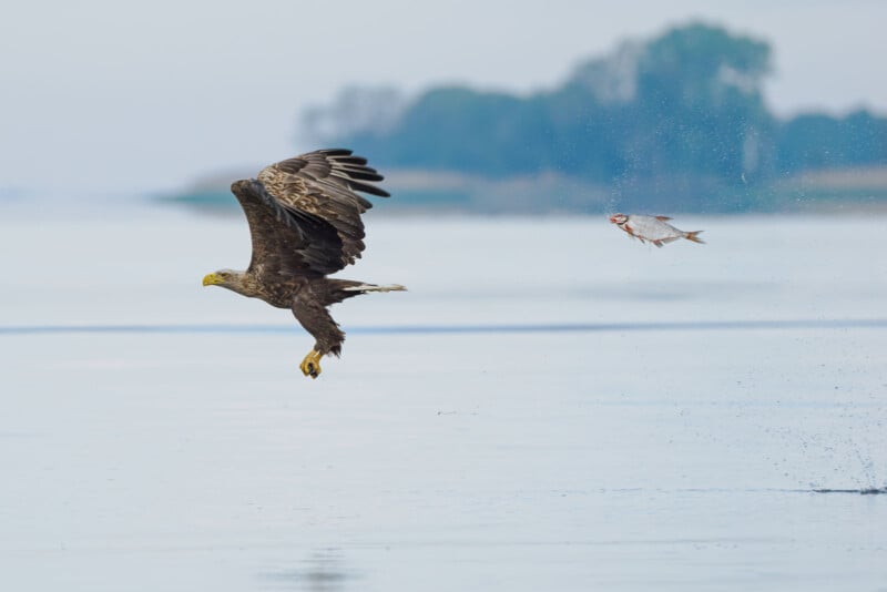 An eagle flies over a body of water with wings spread wide and talons extended. A fish leaps out of the water nearby, creating a splash. Blurred, green trees are visible in the background.