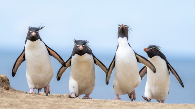 Four rockhopper penguins stand together on rocky terrain. Each penguin has a distinctive yellow crest and black feathers on the head, contrasting with their white underbellies. They appear to be mid-step, with blue sky and ocean in the background.