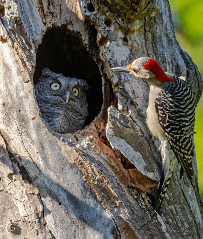 An owl peers out from a hole in a tree trunk, its eyes wide open. A woodpecker with a red head and black-and-white striped body stands at the edge of the hole, facing the owl. The tree bark is textured, and greenery is visible in the background.