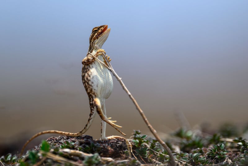 A small lizard standing on its hind legs, grasping a thin vertical twig with its left front leg. The lizard has a white underbelly and a mottled brown and white pattern on its back. The background is blurred, making the lizard the focal point of the image.