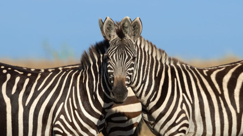 Two zebras stand side by side in a grassy plain, facing the camera. Their black and white stripes are clearly visible, blending seamlessly where their bodies touch. The background shows a blurred blue sky and dry grassland.