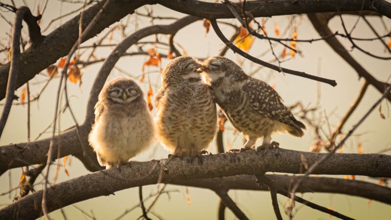 Three owlets perched on a branch. The owlet in the middle nuzzles the one on the right while the one on the left looks on with half-closed eyes. Dried leaves hang from the surrounding branches in the soft glow of morning or evening light.