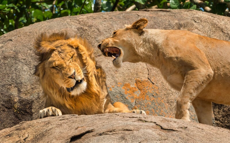 A lioness snarls at a male lion, who has his eyes closed and appears to be retreating slightly, atop a large rock formation. The background features green foliage. Both lions display distinct expressions and body language.