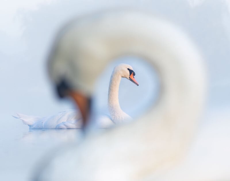 A swan is in the background, framed through the curved neck of another swan in the foreground. The scene is set on calm, misty water, with the focus on the distant swan. Both swans have white feathers and orange beaks. The mood is serene and tranquil.